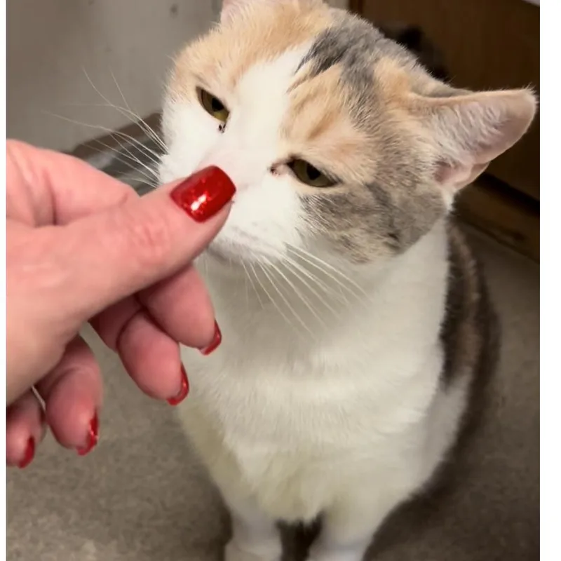 Olive Oyl thumbnail 2