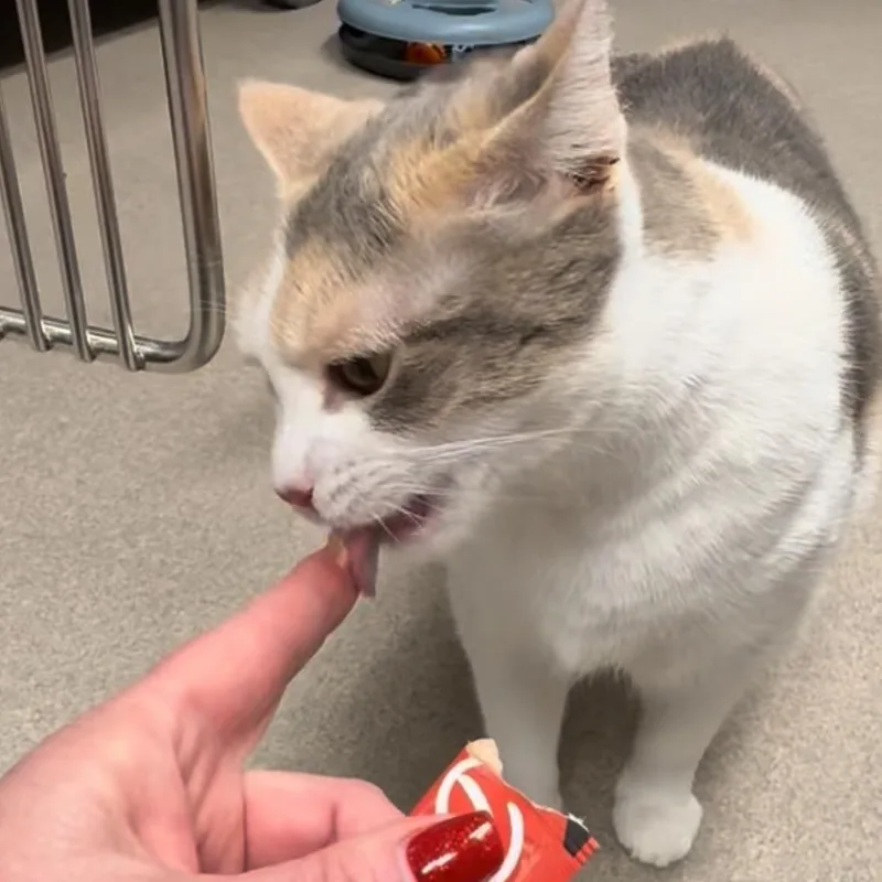 Olive Oyl thumbnail 5