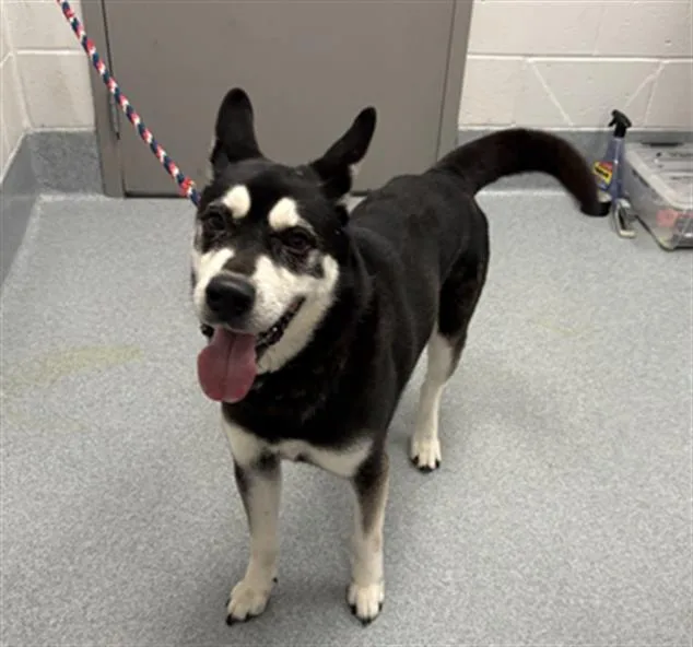 A senior large-sized male Siberian Husky dog named Caine for adoption in Indianapolis, IN