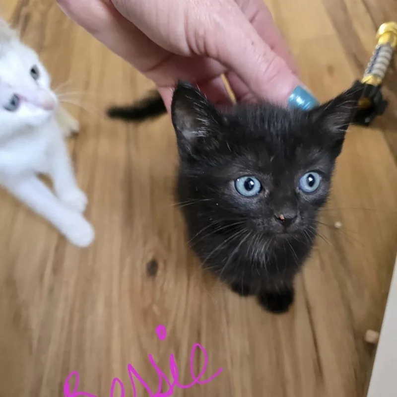 A baby small-sized female Domestic Short Hair cat named Bessie for adoption in New Tazewell, TN