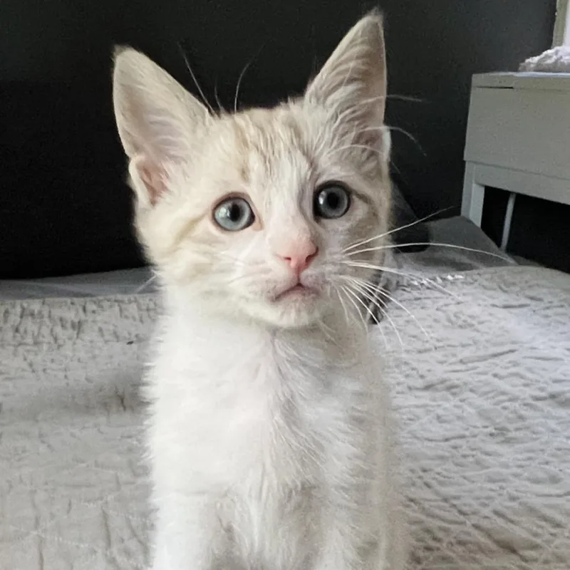 A baby small-sized male White Domestic Short Hair cat named Ira for adoption in Point Richmond, CA