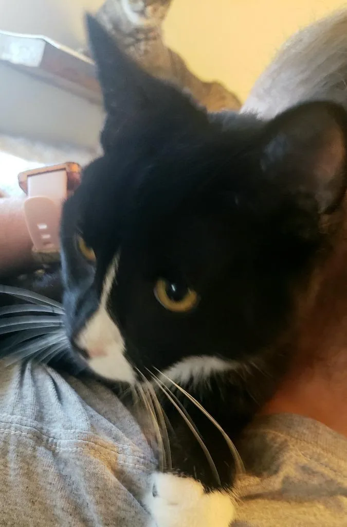 A young small-sized male Black & White / Tuxedo Domestic Short Hair cat named Oreo for adoption in St Regis Falls, NY