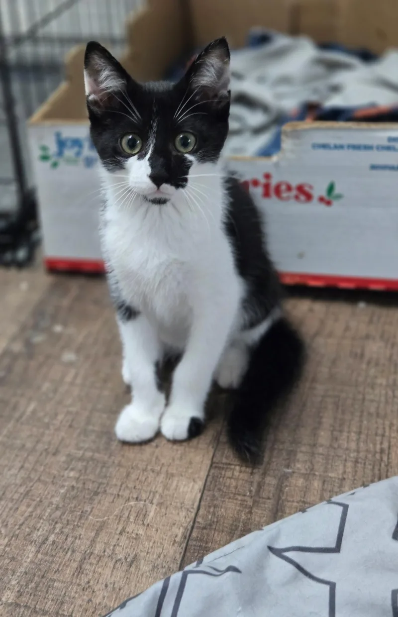 A baby medium-sized male Domestic Medium Hair cat named June Bug for adoption in Chatsworth, GA