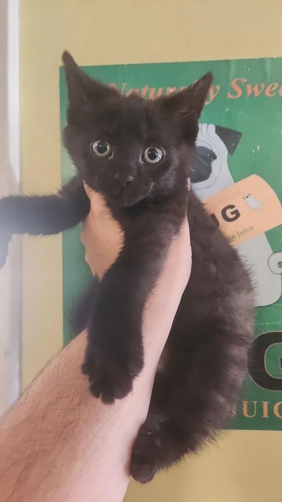 A baby medium-sized male Black Domestic Short Hair cat named Wendigo for adoption in Evansville, IN