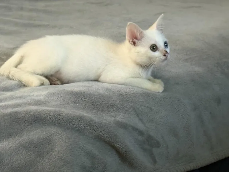Kisa