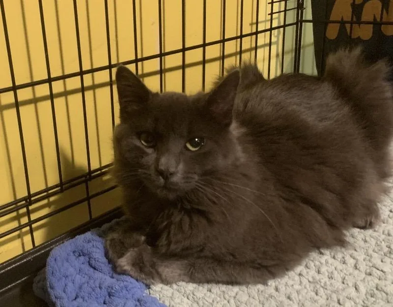 A baby medium-sized male Domestic Long Hair cat named Greyson for adoption in Havertown, PA