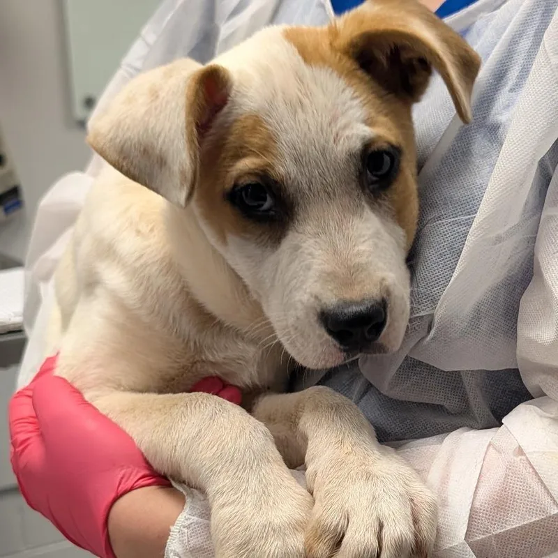 A baby small-sized male White / Cream Retriever dog named Salami for adoption in Greenville, SC
