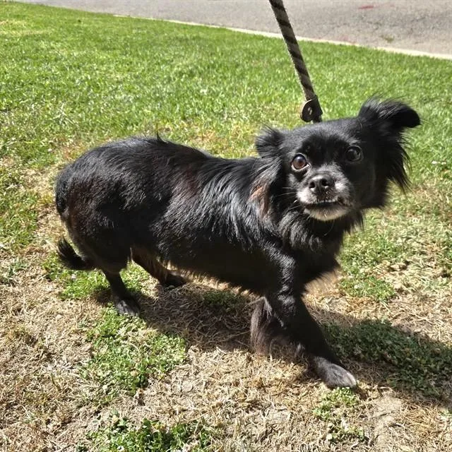 A young small-sized female Chihuahua dog named Chica for adoption in Long Beach, CA
