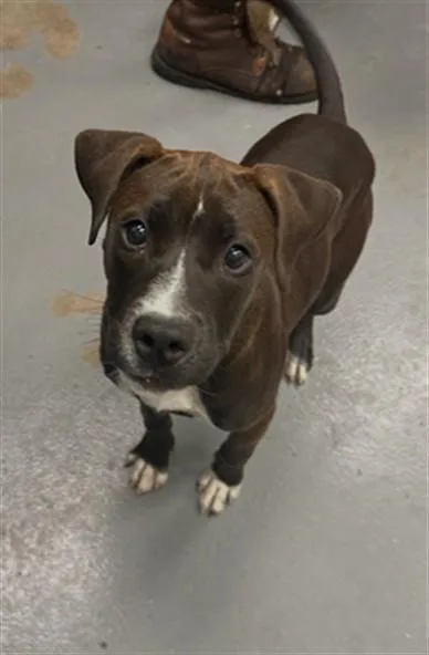 A young small-sized female Labrador Retriever dog named Socks for adoption in Peoria, IL