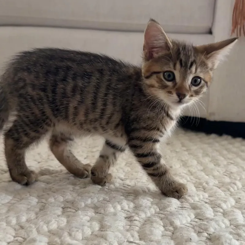 A baby small-sized female Brown / Chocolate Domestic Short Hair cat named Shell for adoption in Long Beach, CA