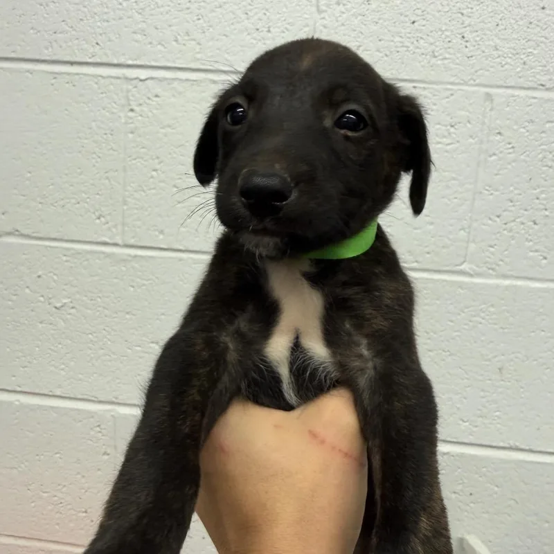 A baby small-sized male Brindle Dutch Shepherd dog named Draco for adoption in Evensville, TN