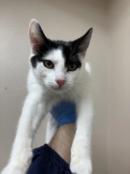 A baby small-sized female Domestic Short Hair cat named Maybelline for adoption in Sherwood, OR