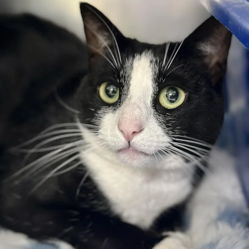 An adult medium-sized female Black & White / Tuxedo Domestic Short Hair cat named Bella for adoption in Jackson, NJ