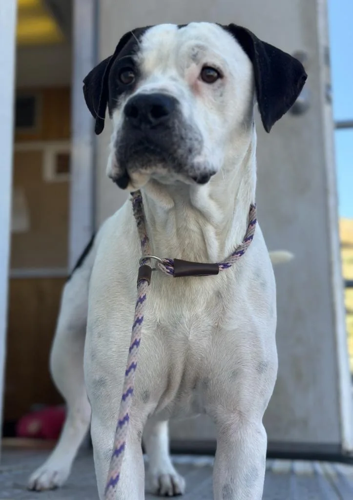 A young large-sized male Pit Bull Terrier dog named Swayze for adoption in Tehachapi, CA
