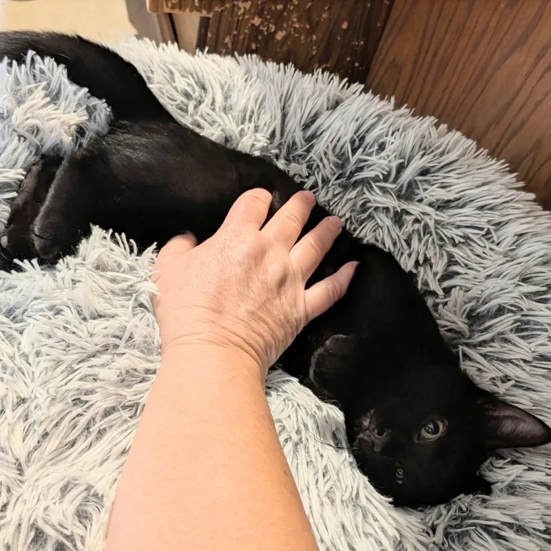 A baby medium-sized male Black Domestic Short Hair cat named Soy Noir for adoption in Wheeling, IL
