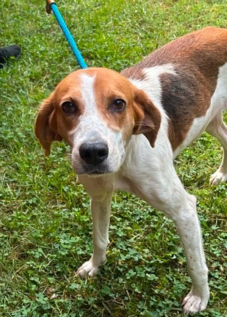 A young medium-sized female Tricolor (Brown, Black, & White) Hound dog named Emmy for adoption in Washington DC, DC