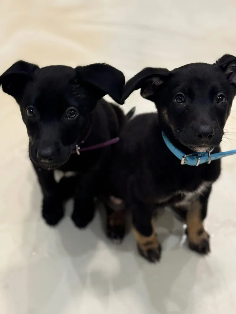 A baby large-sized male Black German Shepherd Dog dog named Colt for adoption in Mount Juliet, TN