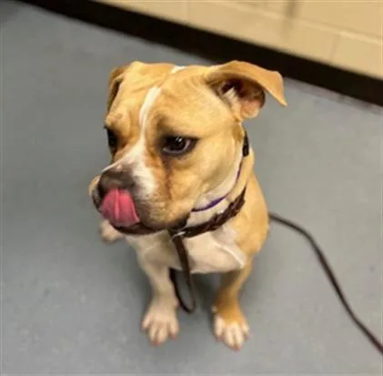 An adult large-sized female American Bulldog dog named Sadie for adoption in Denver, CO