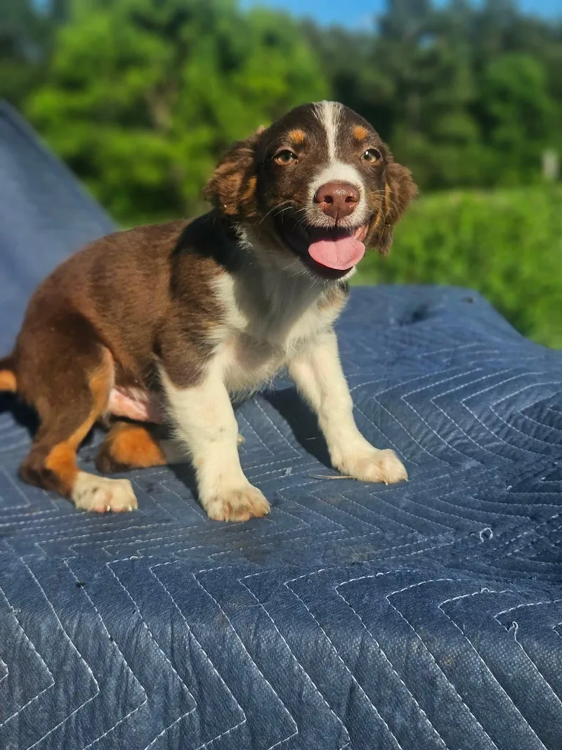 A baby small-sized male Australian Shepherd dog named Land Rover Defender Cars for adoption in Wakefield, RI