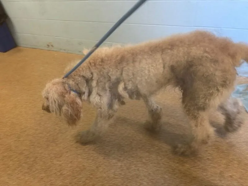 An adult large-sized female White / Cream Mixed Breed dog named Sheep Master for adoption in Cincinnati, OH