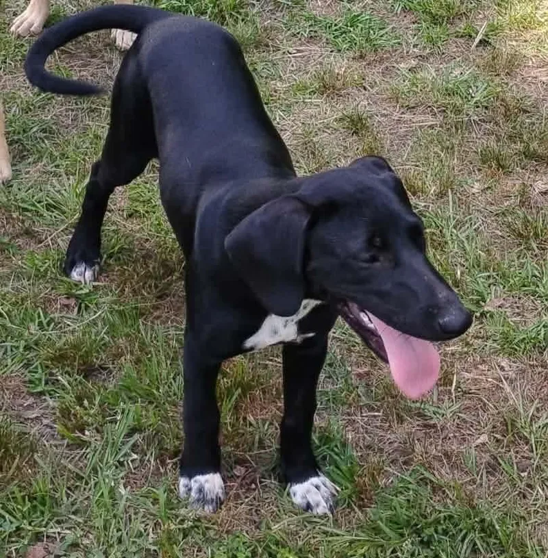 A baby medium-sized female Mixed Breed dog named Nova for adoption in Danville, VT