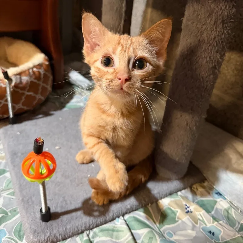 A baby small-sized female Orange / Red Domestic Short Hair cat named Wednesday for adoption in Pocono Summit, PA