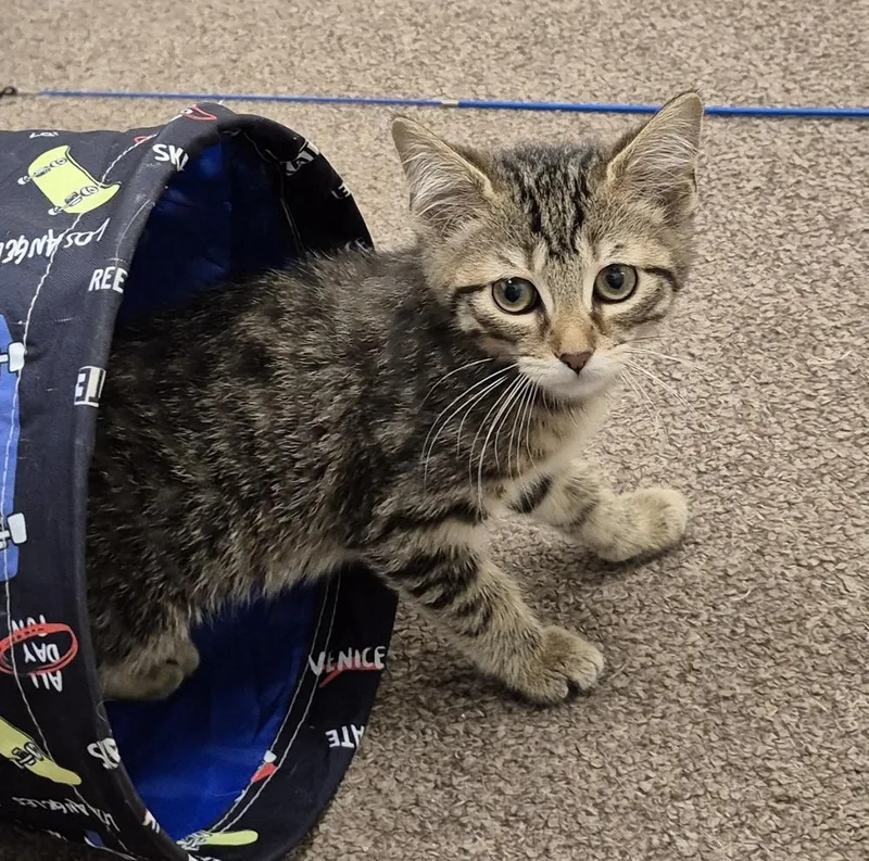 A baby small-sized female Domestic Short Hair cat named Wren for adoption in South Bend, IN