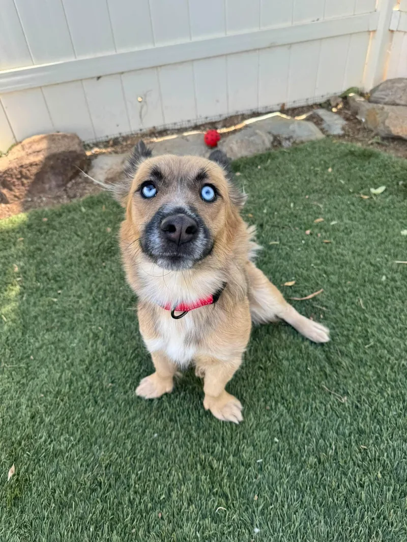 A young medium-sized female Tricolor (Brown, Black, & White) Corgi dog named Star for adoption in Agua Dulce, CA