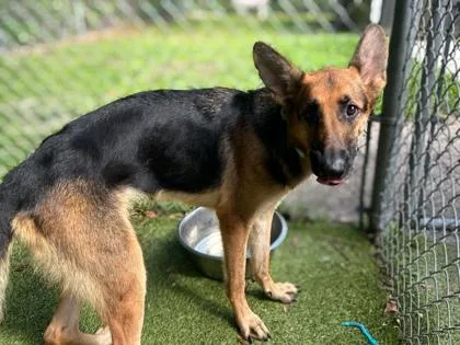 An adult large-sized female German Shepherd Dog dog named Gwyneth Paltrow for adoption in Gainesville, FL