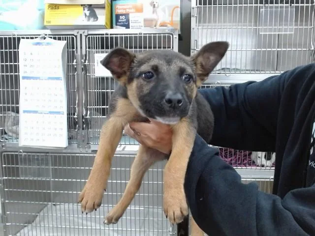 Nelli
