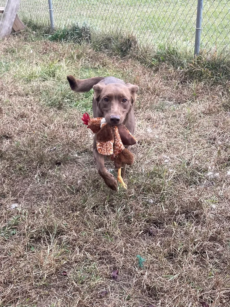 An adult medium-sized female Brown / Chocolate Mixed Breed dog named Winnie Wiggles for adoption in Mishawaka, IN