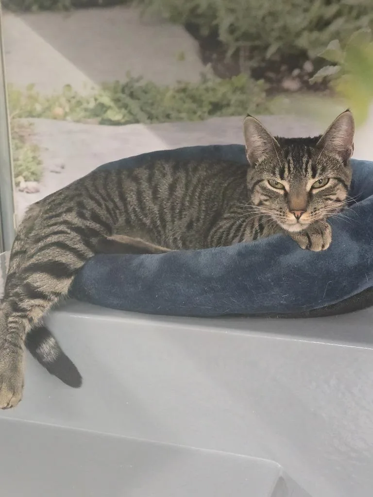 A young medium-sized female Tabby (Brown / Chocolate) Domestic Short Hair cat named Willow for adoption in New York, NY