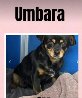 An adult small-sized female Chihuahua dog named Umbara In Tx for adoption in Cranston, RI