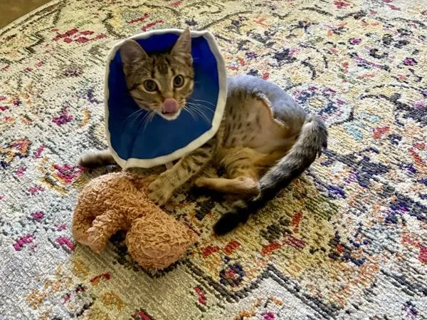 Josie Rosie thumbnail 3