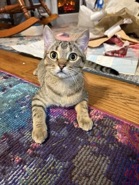 Josie Rosie thumbnail 4