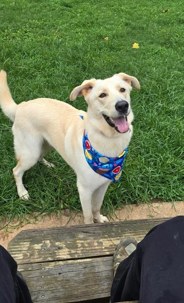 An adult large-sized male Retriever dog named Hamilton for adoption in Mocksville, NC