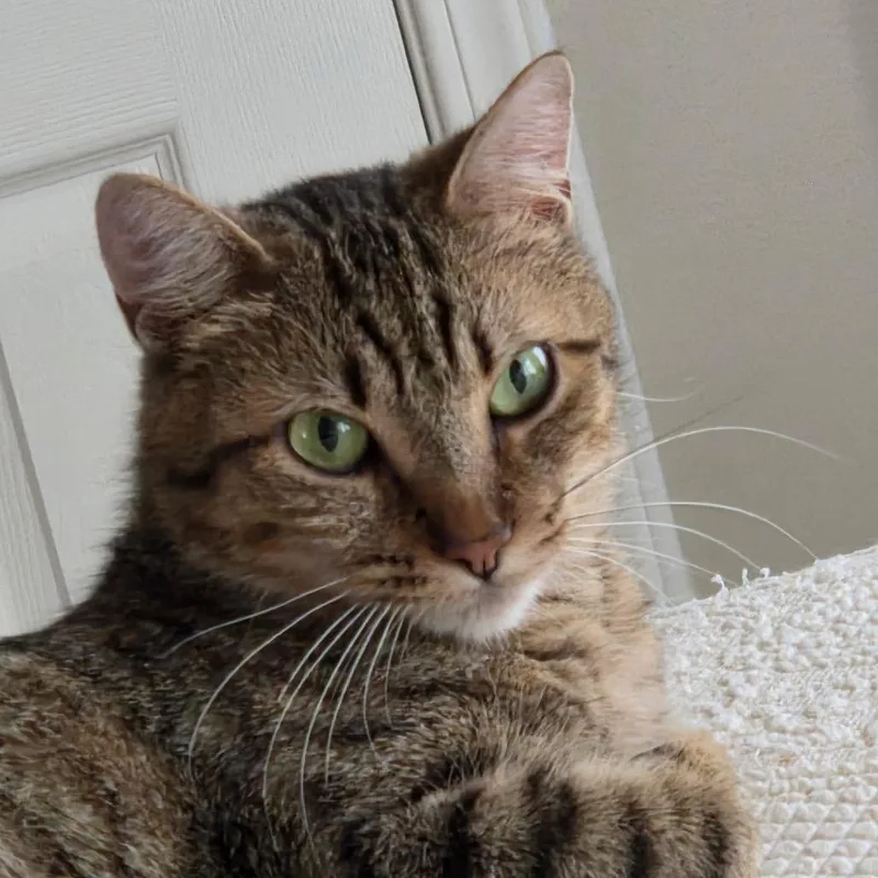 An adult medium-sized female Brown / Chocolate Domestic Short Hair cat named Tiger for adoption in Hamburg, NY