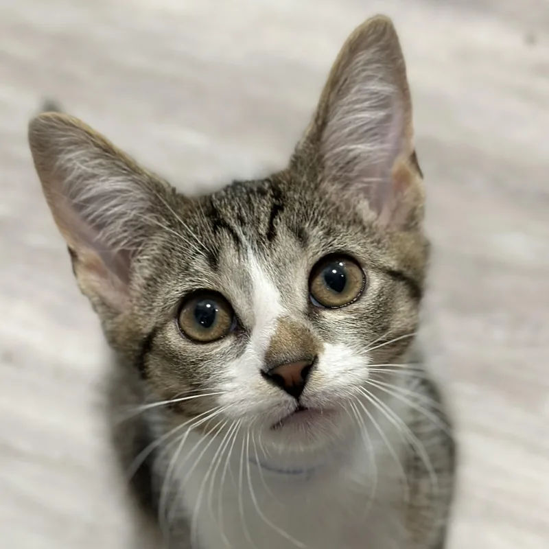 A baby medium-sized male Tabby (Brown / Chocolate) Domestic Short Hair cat named Tyler for adoption in Victor, NY
