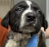 A baby small-sized male Australian Cattle Dog / Blue Heeler dog named Steel Breeze for adoption in Waunakee, WI