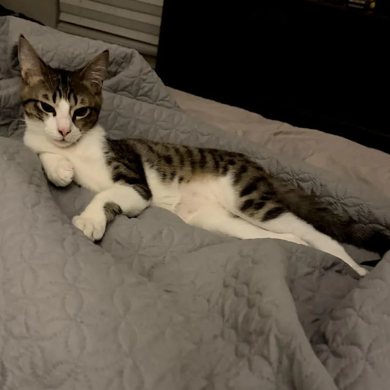 Chandler thumbnail 2