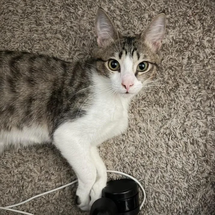 Chandler thumbnail 3