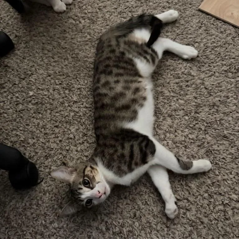 Chandler thumbnail 4