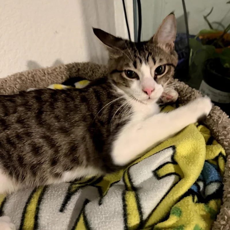 Chandler thumbnail 5