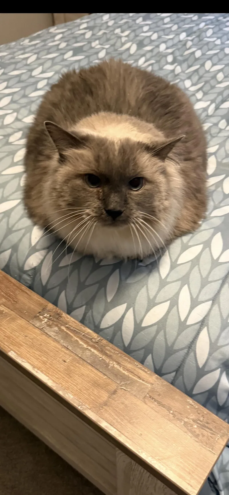 A senior extra large-sized male Ragdoll cat named Mo for adoption in Lincoln, NE
