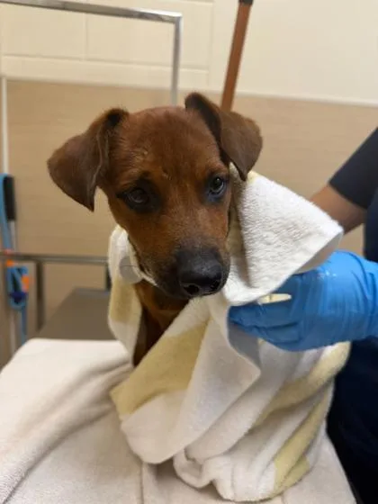 A baby small-sized male Toy Fox Terrier dog named Chopper for adoption in Honolulu, HI