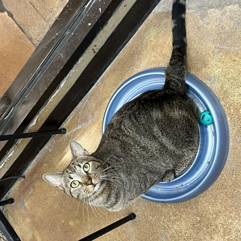 A young medium-sized male Tabby (Brown / Chocolate) Domestic Short Hair cat named Larry & Simon for adoption in Nashville, TN