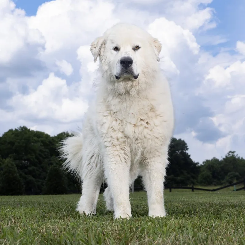 An adult large-sized male White / Cream Great Pyrenees dog named Scout for adoption in Franklin, TN