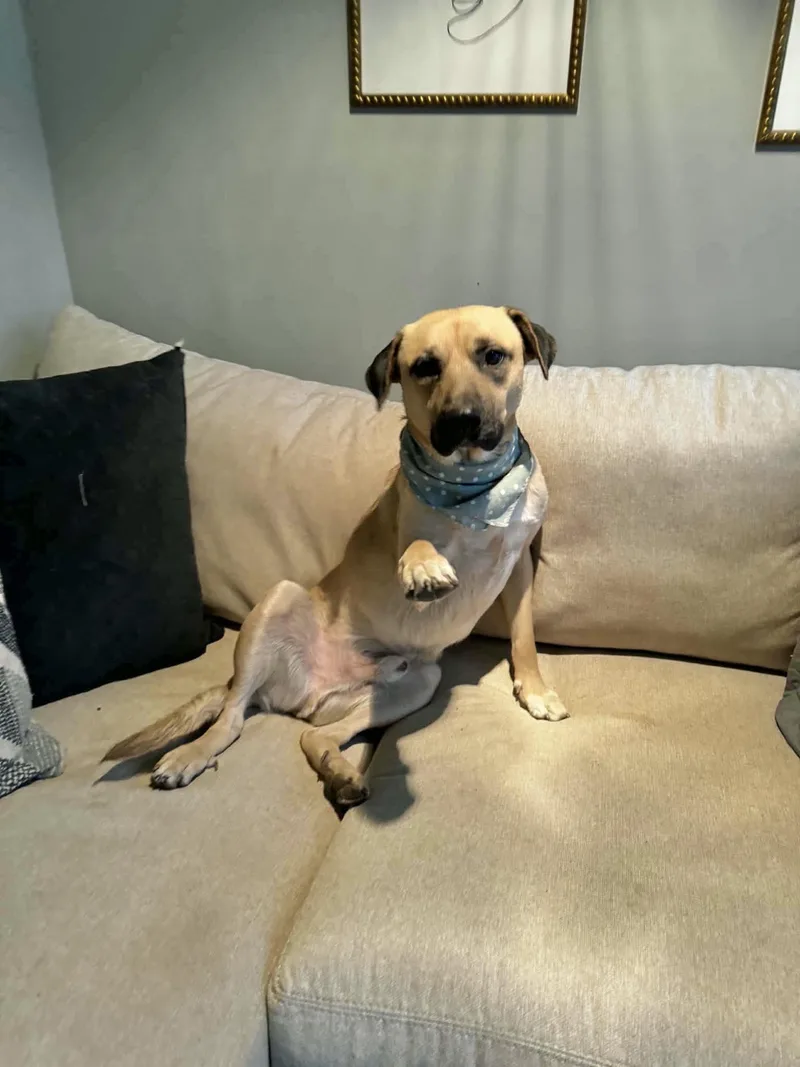 An adult large-sized male Mixed Breed dog named Roger for adoption in Manchester, CT