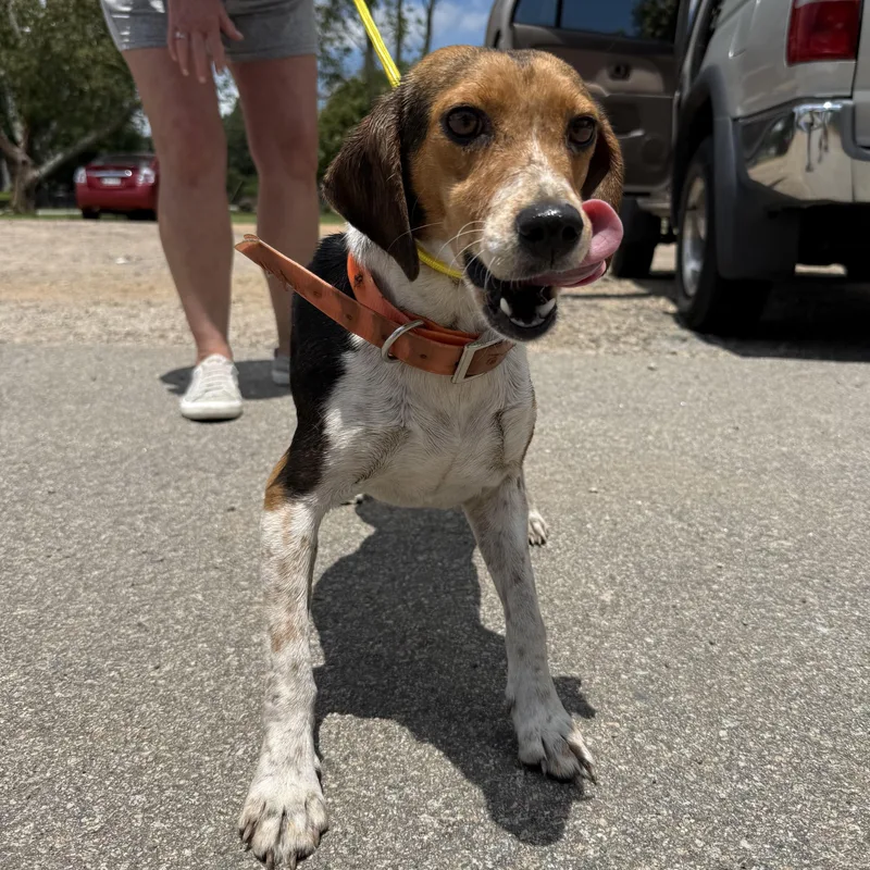 A young medium-sized female Tricolor (Brown, Black, & White) Beagle dog named Valv for adoption in Columbia, SC