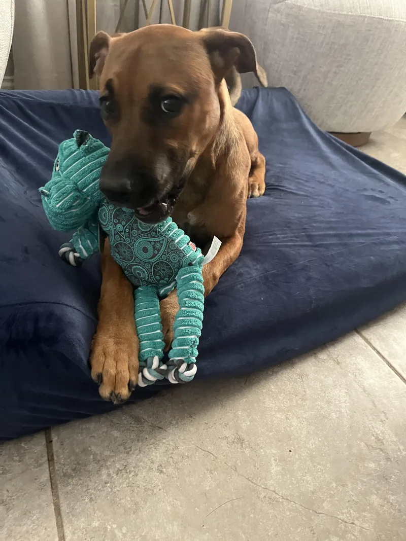 Scooby